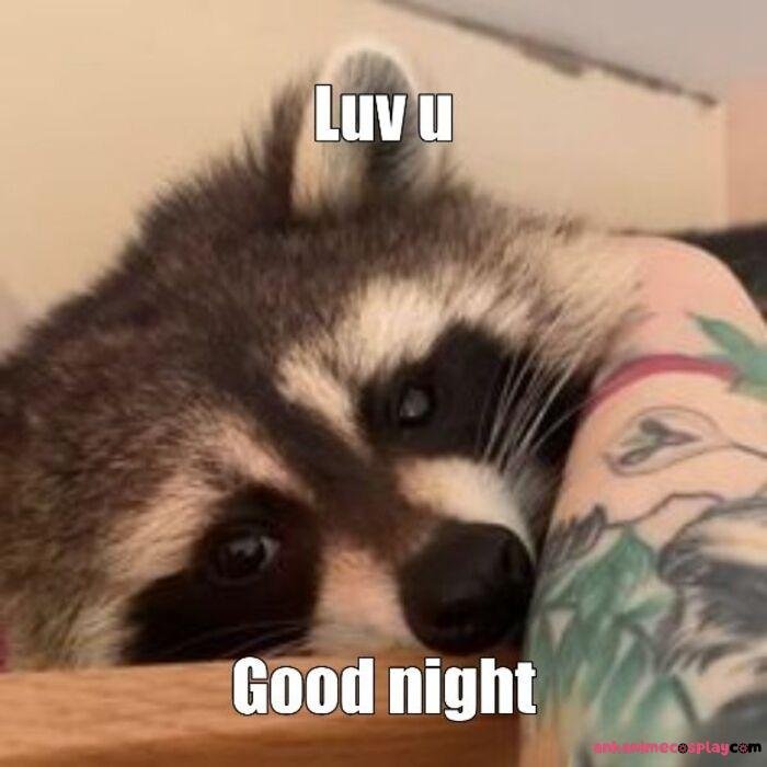 ảnh meme ngủ ngon chồn